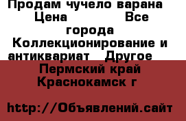 Продам чучело варана. › Цена ­ 15 000 - Все города Коллекционирование и антиквариат » Другое   . Пермский край,Краснокамск г.